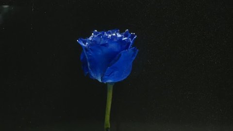 blue rose in glass aquarium