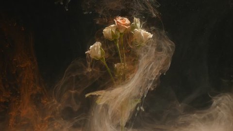 Amazingly wonderful atmospheric shot of a beautiful rose mixing with ink in water