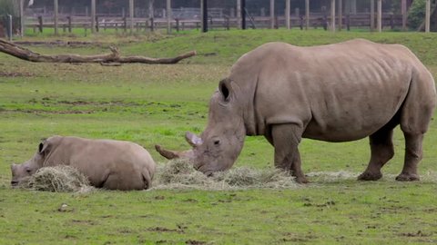 A Rhino mother and child relaxing