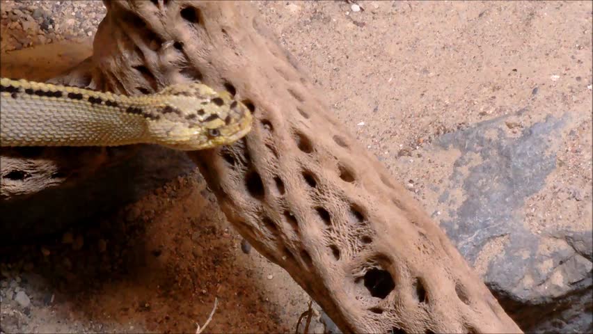 A Northwestern Neotropical rattlesnake crawling over a desert stem