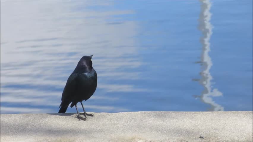 A Black Bird singing by a lake