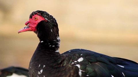 A close-up shot of a Domestic Muscovy Duck