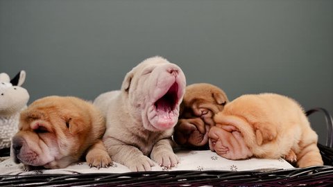 Four Newborn Shar Pei Dog Pups in a Basket. Cute Shar Pei puppies posing and resting in the studio. Wrinkled tiny cute dogs. Dog bab closeup.

