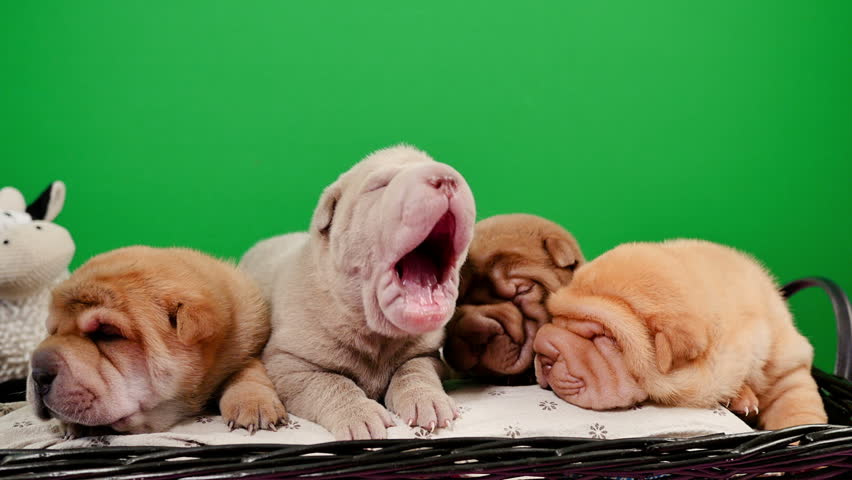 Shar pei hot sale newborn puppies