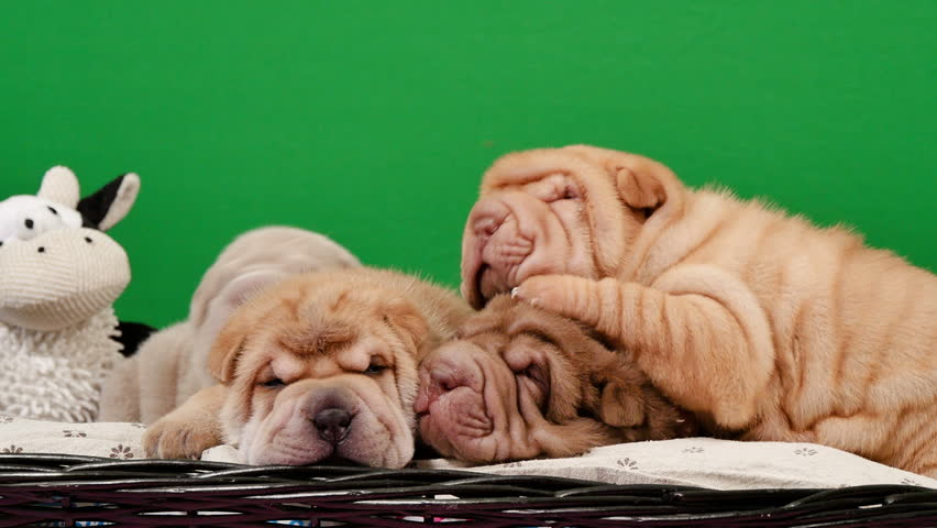 Newborn shar best sale pei puppies