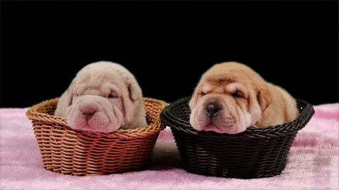 Two Newborn Shar Pei Dog Pups in a Basket. Cute Shar Pei puppies posing and resting in the studio. Wrinkled tiny cute dogs. Dog bab closeup.

