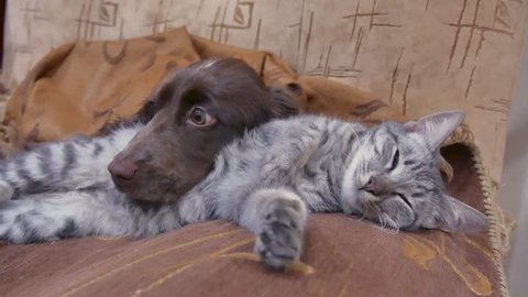 cat and a dog are sleeping together funny video. indoors friendship cat and dog