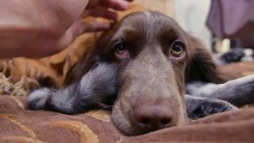 cat and a sad patient dog are sleeping together funny indoors video. cat and dog friendship