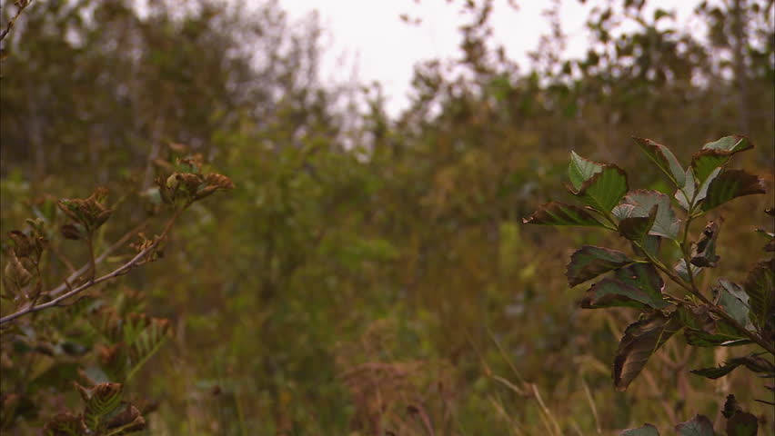 A still shot on the woods in Ireland.