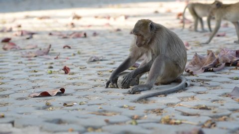 Macaque (Macaca arctoides) uses a tool - breaking a sea almond (Terminalia catappa) by hitting it with a cobblestone. This is a free-living urban monkey community of Prachuap Khiri Khan city, Thailand