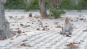 Macaque uses a tool to get food: breaking a sea almond (Terminalia catappa) with a cobblestone. Free-living urban monkey community (Macaca arctoides) that lives on Prachuap Khiri Khan, Thailand
