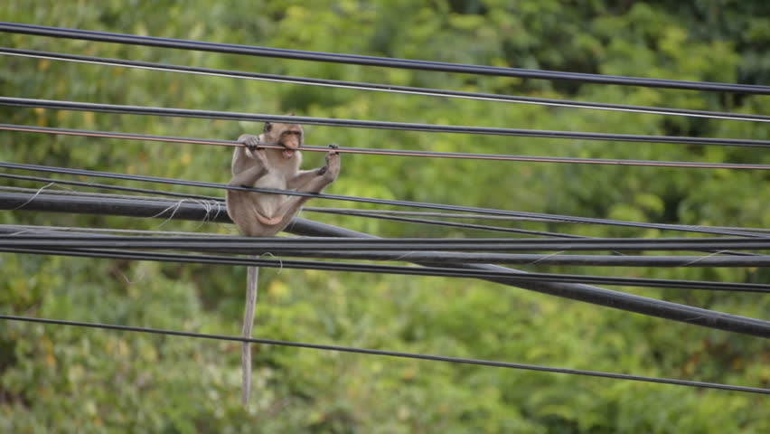Monkey gnaws electric wires. Young stump-tailed macaque (Macaca arctoides). Thailand