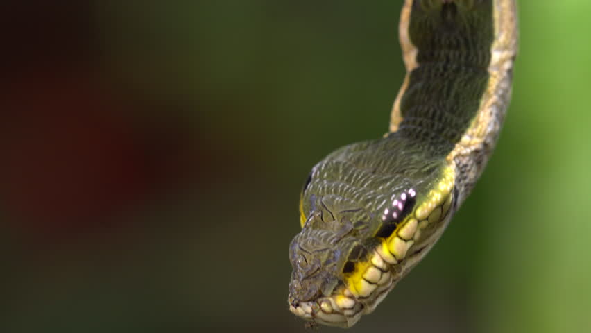 Snake-mimic Caterpillar Hemeroplanes Triptolemus Family Sphingidae ...