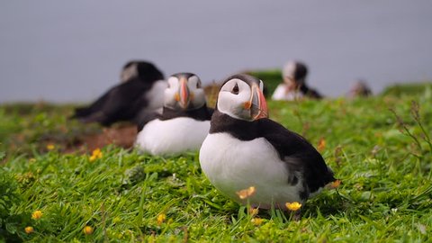 Lazy atlantic puffin spreading its wings and shaking head. Group of birds resting on the grass and sunbathing at Lunga, Treshnish Isles, Scotland. Two handheld scenes with close-up in slow motion.
