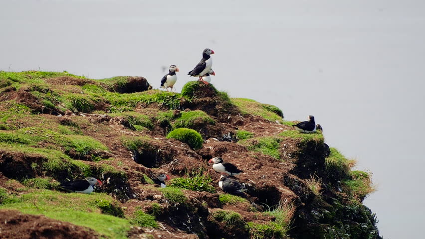 A group of puffins resting and standing on the rock at Lunga Island, Treshnish, Scotland. Slow motion handheld shot of playful seabird opening its beak twice. Many birds flying in the background.