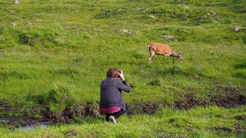 Tourist with a camera taking multiple photos of wildlife. Young female red deer eating green grass on a sunny summer day in Glencoe, Highland, Scotland. Handheld shot in high frame rate.