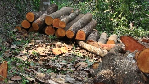 Panning clip of recently cut tree trunks and logs stacked and scattered around, from deforestation operation of rainforest trees in Kerala, India