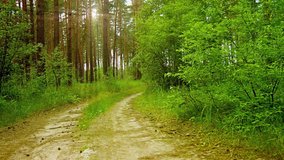 Little girl runs on a footpath in a pine forest