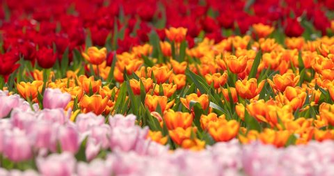 Colorful Tulip flower park