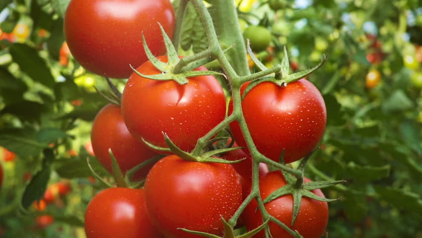 Moving around fresh ripe tomatoes on the vine with a low sun shinning behind causing flare. Turkey Royalty-Free Stock Footage #1009132157