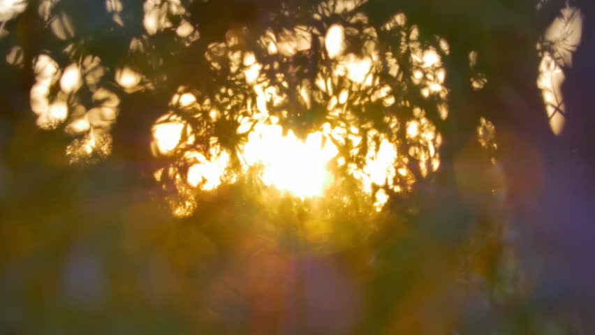 3 in 1 video! Sun rays light through the tree branch in the spring forest. Rack focus, Real time capture