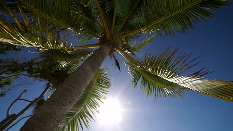 Looking up at a tropical palm tree with the sun shining down at beautiful Mystery Island.