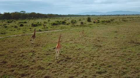 aerial view of giraffe family in african savannah in lake Nakuru national park, Kenya