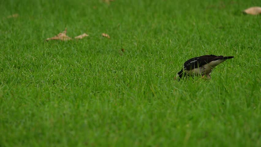 Birds on grass Royalty-Free Stock Footage #1009151135