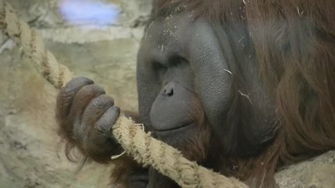 An orangutan sits in her enclosure at the zoo