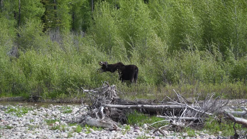 Moose on River in Wyoming Tracking Shot