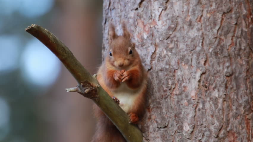 Red squirrel, Sciurus Vulgaris, sitting and walking along pine branch near heather in the forests of cairngorms national, scotland Royalty-Free Stock Footage #1009165013