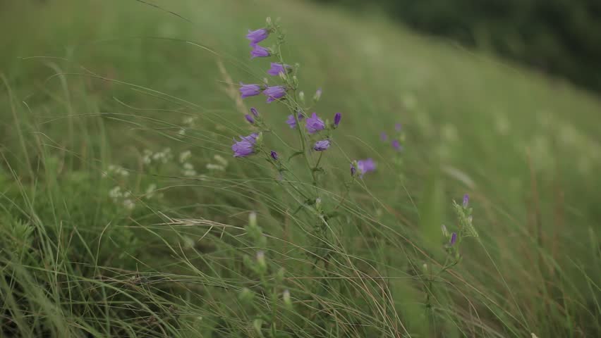 Wildflowers on a background of forest and blue sky