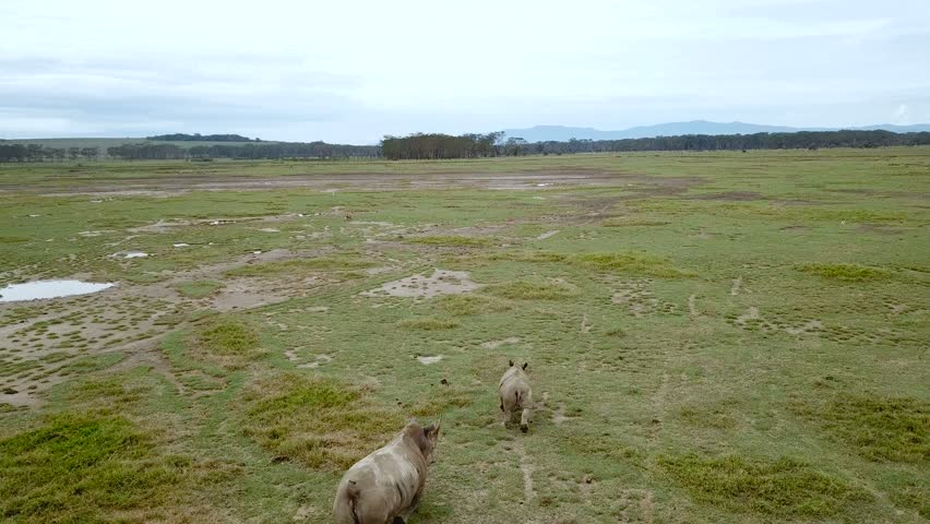 aerial view of wild rhinos in african savanna in Lake Nakuru national park, Kenya
