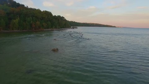 Gental orbit shot around geese on Lake Michigan at dusk. Video stock