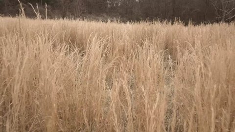 Winter wheat field swaying in the breeze. Video de stock