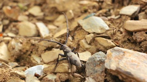 Morimus funereus on stones. Longhorn beetle. Big black bug on rocky ground