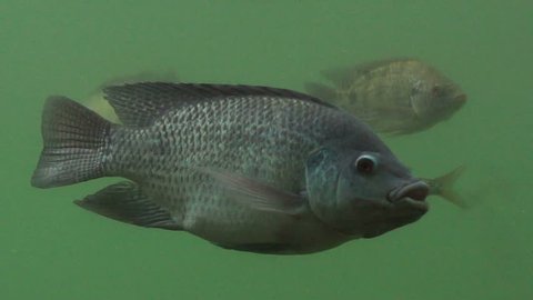 Freshwater fish swim underwater. By looking from the side.

