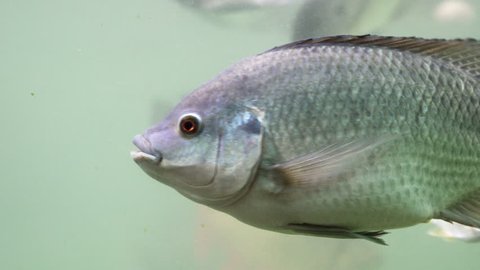 Freshwater fish swim underwater. By looking from the side.
