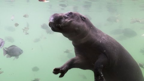 Hippopotamus and freshwater fish swim underwater. By looking from the side.
