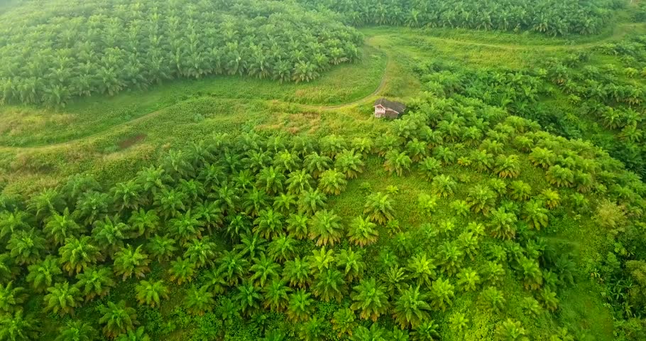 Beautiful aerial landscape of green lush palm oil plantation from a drone flying forward at Sukabumi, West Java, Indonesia. Shot in 4k resolution Royalty-Free Stock Footage #1009176767