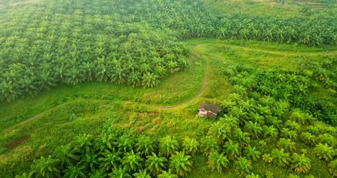 Beautiful aerial landscape of green lush palm oil plantation from a drone flying forward at Sukabumi, West Java, Indonesia. Shot in 4k resolution