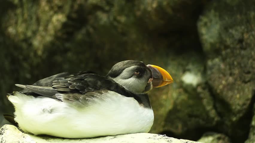 Atlantic puffin (Fratercula arctica), also known as common puffin, is a species of seabird in auk family. It is only puffin native to Atlantic Ocean.