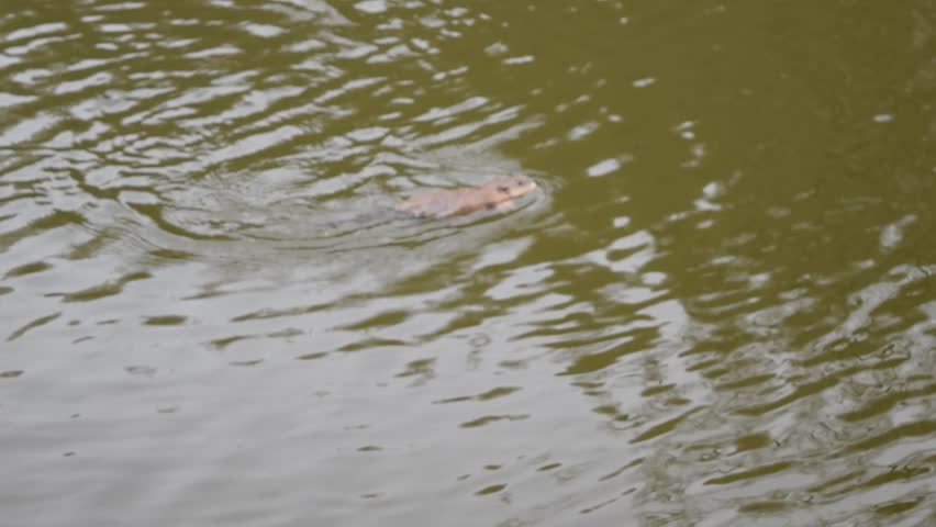 Muskrat swimming in the water image - Free stock photo - Public Domain ...