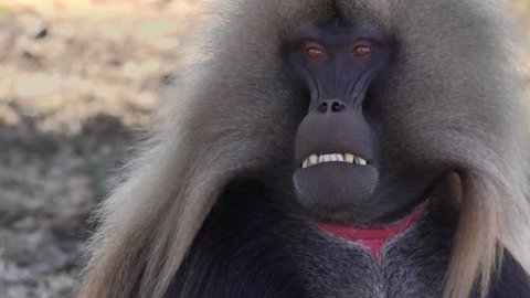Gelada male,Theropithecus gelada, sometimes called the bleeding-heart monkey or the gelada baboon,
is a species of Old World monkey found only in the Ethiopian Highlands, in the Semien Mountains
