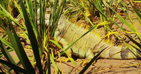 A very large iguana crawls along the grass. Costa Rica.