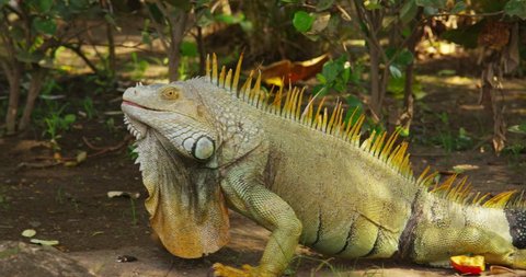 A very large iguana crawls along the grass. Costa Rica. 스톡 비디오