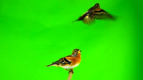 Slow motion, Brambling (Fringilla montifringilla) sits on a branch and flies away, isolated on a green screen