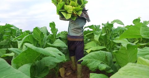labor working in tobacco farmland,remove tobacco leaf ,stabilizer shot