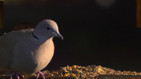 The eurasian collared dove  feeding at a bird table