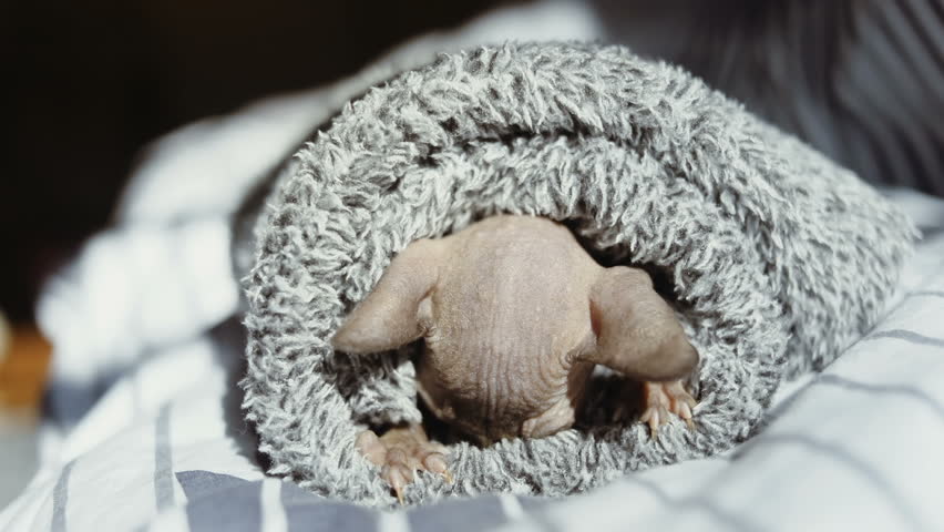 little newborn kitten of breed the canadian sphynx wrapped in blanket hiding muzzle and moving paws preparing a place for sleep sweet hairless cute kitty funny big ears adorable pets caress pedigreed